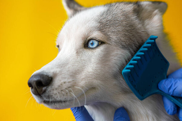 Groomer in a dog saloon combs a gray Husky breed dog by caring for six on an orange background closeup 2021