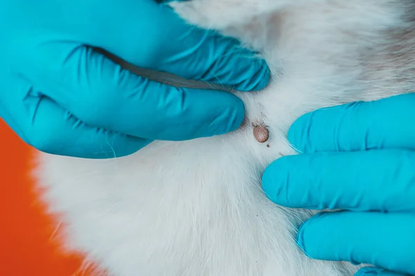 Tierarzt Klinik Reinigt Hundehaut Von Parasiten Und Findet Dickem Weißen — Stockfoto