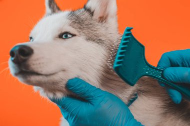 Hemşire uzmanı, 2020 'nin turuncu arka planında izole edilmiş bir tarakla Husky cinsi bir köpeğin yününü temizliyor.