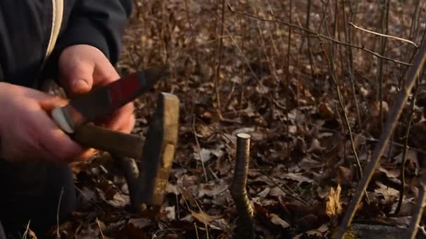 A mulher faz uma rachadura na árvore jovem recém-cortada para sua vacinação com uma faca e um martelo — Vídeo de Stock