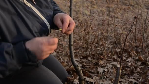 Mulher envolve uma árvore de enxerto com uma fita isolante no jardim para deter a umidade em close-up — Vídeo de Stock