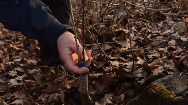 Een tuinvrouw verstopt een afgehakt deel van de geënte boom om rotting op deze plek in close-up te voorkomen.. — Stockvideo