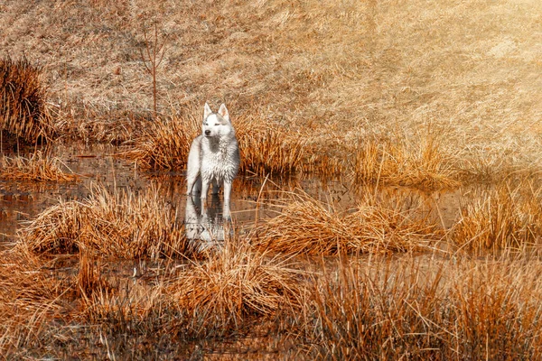 Een Witte Jonge Wolf Staat Het Meer Kijkt Rustig Vooruit — Stockfoto