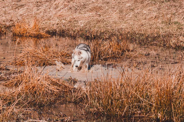 Siberian Husky Breed Dog Very Similar Wild White Wolf Fishing — Stock Photo, Image