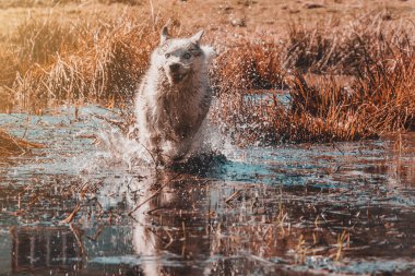 Sibirya Husky cinsinin gri köpeği suda çok hızlı koşar. Yırtıcı kurt avını 2021 'de avlamak için vahşi doğada avlanır.