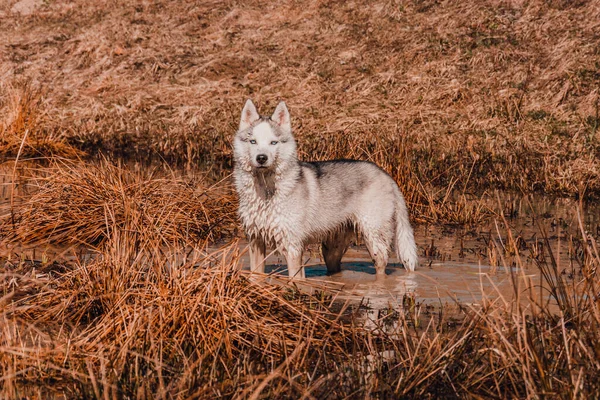 Jovem Lobo Branco Está Lago Calmamente Olha Para Frente Fluffy — Fotografia de Stock