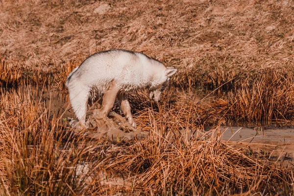 Szibériai Husky Fajta Kutya Nagyon Hasonlít Vadon Élő Fehér Farkas — Stock Fotó