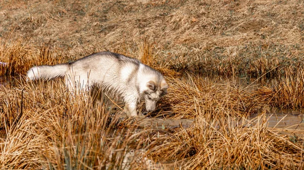 Sibiřský Husky Plemeno Pes Velmi Podobný Divoký Bílý Vlk Rybaření — Stock fotografie