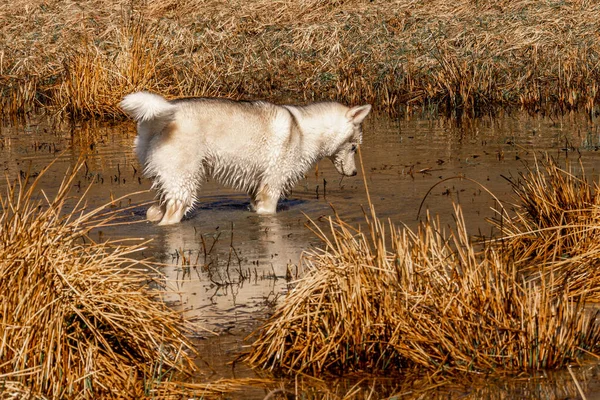 Siberian Husky Raça Cão Muito Semelhante Pesca Selvagem Lobo Branco — Fotografia de Stock