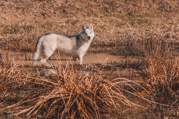 Giovane Lupo Bianco Trova Nel Lago Guarda Con Calma Avanti — Foto Stock