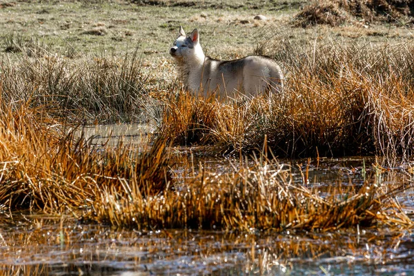 Siberiano Husky Raza Perro Muy Similar Salvaje Lobo Blanco Pesca —  Fotos de Stock