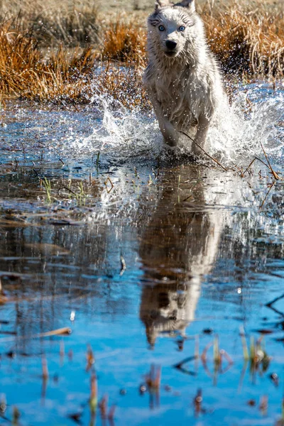 Perro Gris Raza Husky Siberiana Corre Muy Rápido Agua Lobo —  Fotos de Stock