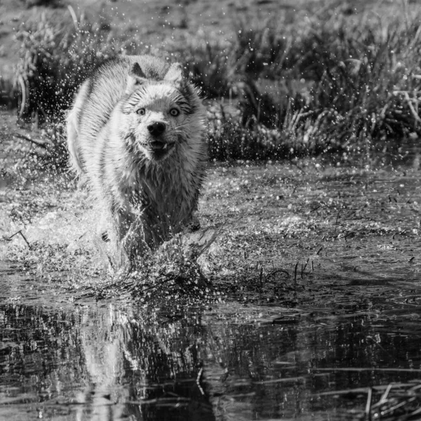 Perro Gris Raza Husky Siberiana Corre Muy Rápido Agua Lobo —  Fotos de Stock