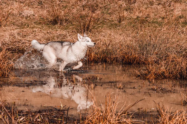 White Young Wolf Catches Its Prey Running Marshy Body Water — Stock Photo, Image