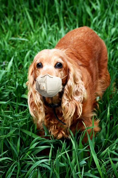 Naranja Irlandés Setter Raza Perro Una Máscara Médica Encuentra Césped — Foto de Stock