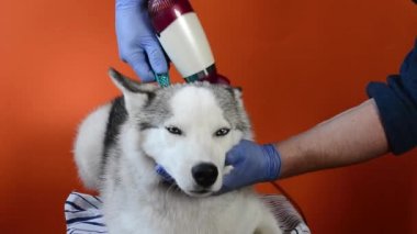 Turuncu arka planda bir Sibirya Husky köpek stili tarak ve saç kurutma makinesiyle ilgileniyorum.