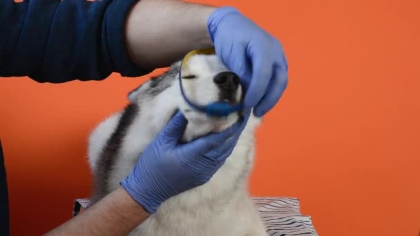 Veterinär bär skyddshandskar sätter krage mot parasiter på grå Husky ras hund närbild isolerad på orange bakgrund — Stockvideo