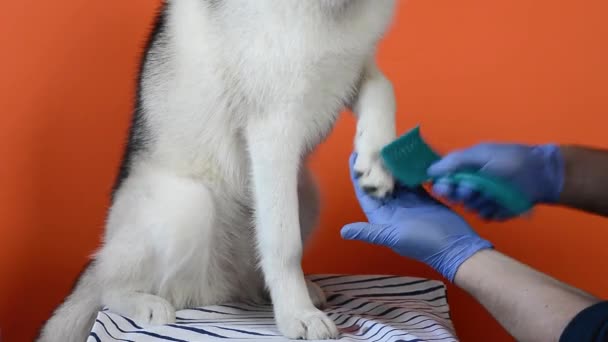 Zdravotní sestra specialista čistí vlnu Husky plemene psa s hřebenem izolované na oranžovém pozadí — Stock video