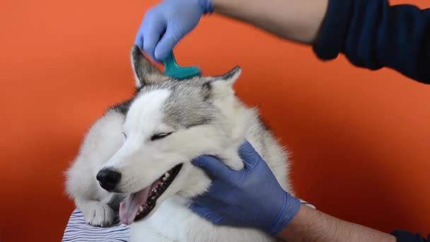 Especialista en enfermería limpia la lana de un perro de raza Husky con un peine aislado sobre fondo naranja — Vídeo de stock