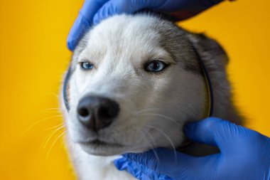 Steril eldivenli bir veteriner tarafından köpeğe asalak tasması takmak. Hayvan bakımı. Veteriner hastanelerinde beyin iltihabının önlenmesi 2021.