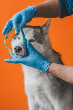 Steril eldivenli bir veteriner tarafından köpeğe asalak tasması takmak. Hayvan bakımı. Veteriner hastanelerinde beyin iltihabının önlenmesi 2021.
