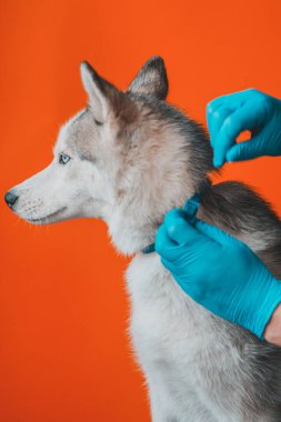 Steril eldivenli bir veteriner tarafından köpeğe asalak tasması takmak. Hayvan bakımı. Veteriner hastanelerinde beyin iltihabının önlenmesi 2021.
