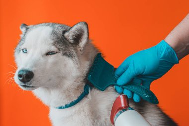 Yıkandıktan sonra kurumuş köpek tımarcısı. Güzellik salonunda haftalık hayvan bakımı. 2021 'de saç kurutma makinesiyle mavi gözlü bir evcil kurtla savaşmak..