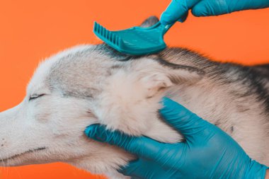Köpek cinsi kürk tarağı turuncu arka planda izole edilmiş Sibirya Husky 'si. 2021 'de mavi gözlü gri evcil bir kurda bakıyorum..