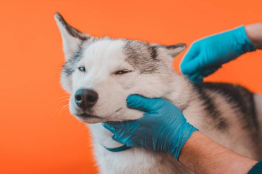 Köpek cinsi kürk tarağı turuncu arka planda izole edilmiş Sibirya Husky 'si. 2021 'de mavi gözlü gri evcil bir kurda bakıyorum..