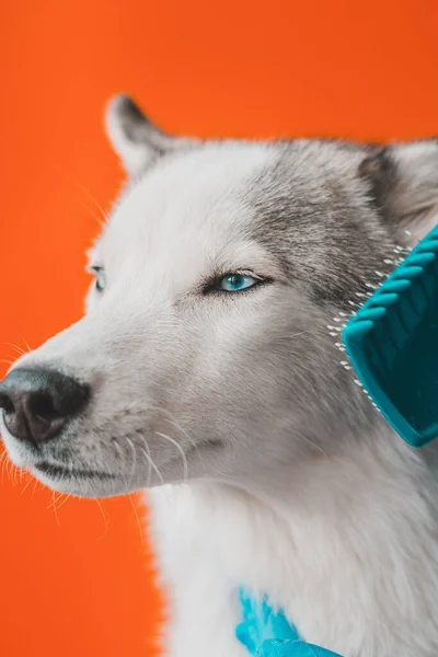检查的狗 主人在兽医诊所用2021年的梳子梳理一只纯种的动物 — 图库照片