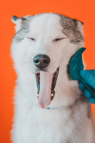 犬の毛櫛を磨くことは オレンジの背景に隔離されたシベリアハスキーを繁殖させます 青い目をした灰色の国内オオカミの世話2021 — ストック写真