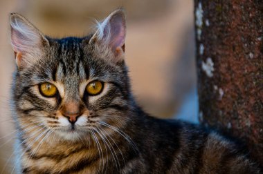 Güzel kedi portre kamera bakıyor