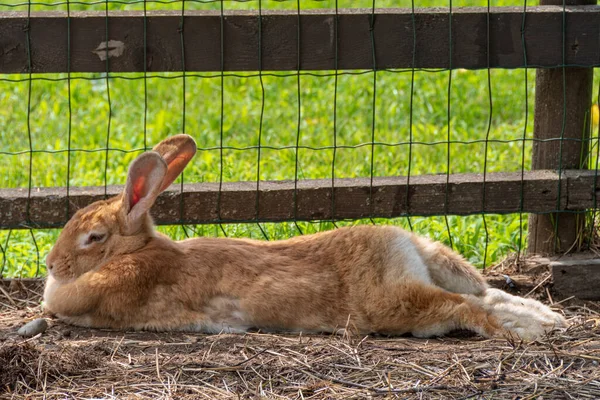 Encantador Medio Dormido Conejo Marrón Cachorro Hierba — Foto de Stock