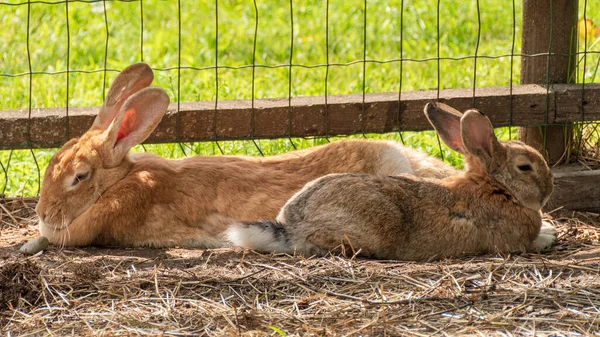 Dos Cachorros Conejo Marrón Medio Dormidos Hierba — Foto de Stock