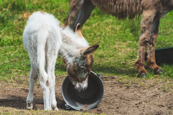 Pequeño Burro Buscando Comida Cubo — Foto de Stock