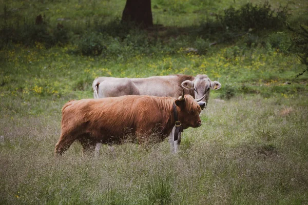 Una Vaca Peluda Libre Para Pastar Las Montañas Durante Verano — Foto de Stock