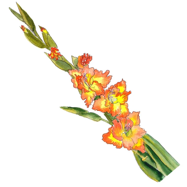 Botanikai Akvarell Vázlatot Gladiolus Sárga Virág Egy Narancs Szegély — Stock Fotó