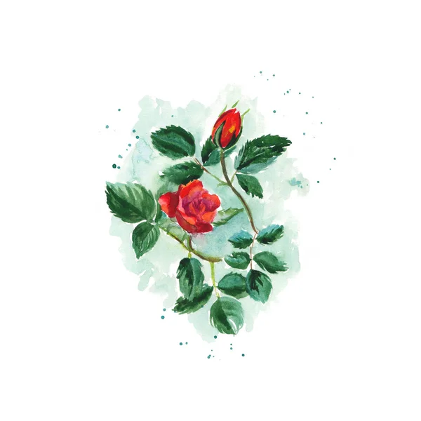 Watercolor sketch of a bush scarlet rose with leaves