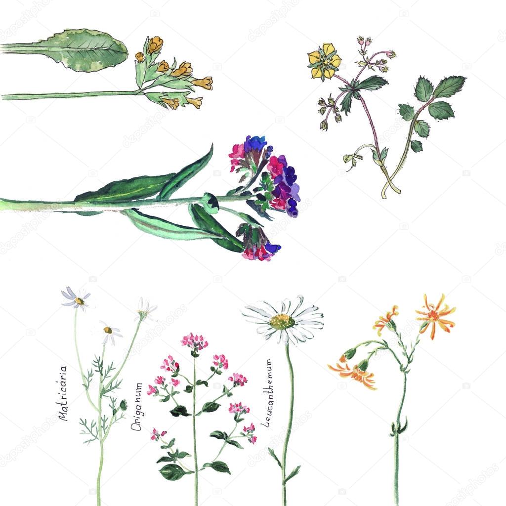 Watercolor sketch - wild flowers medinitsa chamomile oregano