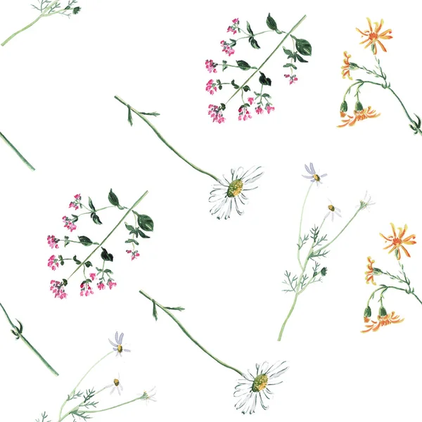 Безшовний Візерунок Квітковий Акварельний Ескіз Ромашки Орегано Інших Диких Квітів — стокове фото