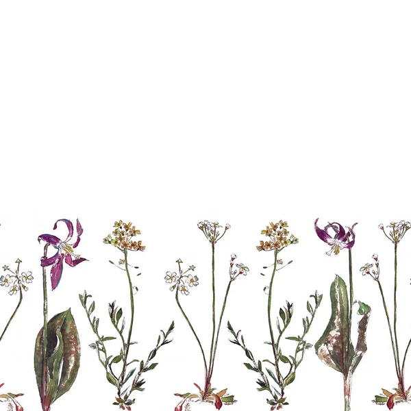 Vadvirágok Seamless Pattern Barbarea Androsace Erythronium Sibiricum Tüdőfű — Stock Fotó