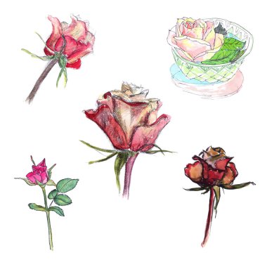 Gül farklı stilleri ve renkleri suluboya çizimler