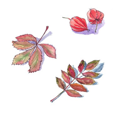 Sonbahar güzel kurutulmuş yaprakları - suluboya kroki