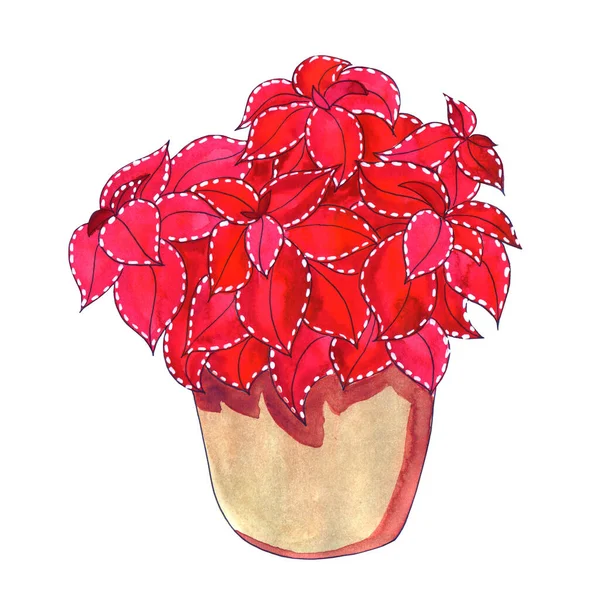 İç dekorasyon için taze çiçekler kaplarda pembe leylak kırmızısı bordo menekşeler. Suluboya resimlemesini ayarla. Koleus vizard kadifesi — Stok fotoğraf