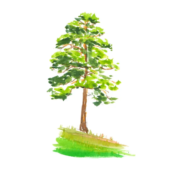 Pine on a steep bank isolate - quick watercolor illustration, spring fresh greens shadow — Stock Photo, Image