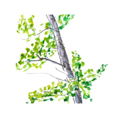 Ağaç dalı ve parlak bahar yeşiliyle bir huş gövdesinin parçası - hızlı suluboya çizimi