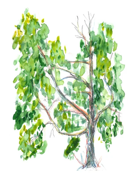 Birch tree on a sunny day with bright spring foliage trunk branches leaves - hand-drawn illustration with watercolor and colored pencils — Stock Photo, Image