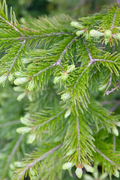 Färsk gran grenar på en suddig bakgrund, anbud unga greener, svullna knoppar — Stockfoto