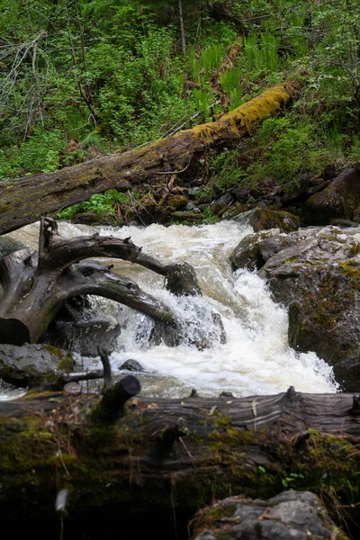 Unzugänglicher Wasserfall im Wald inmitten der grünen Steinbäume in der Gebirgsschlucht — Stockfoto