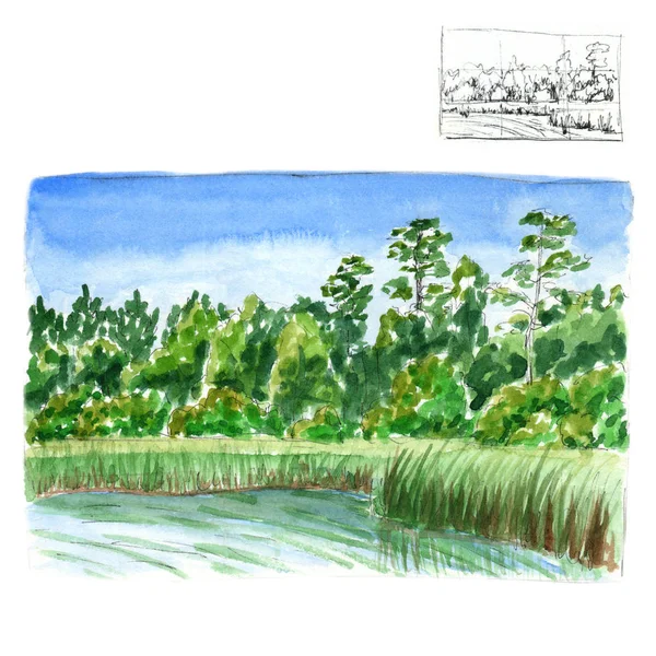 以树木为背景的夏季风景,芦苇生长在茂密的池塘上-水彩画 — 图库照片